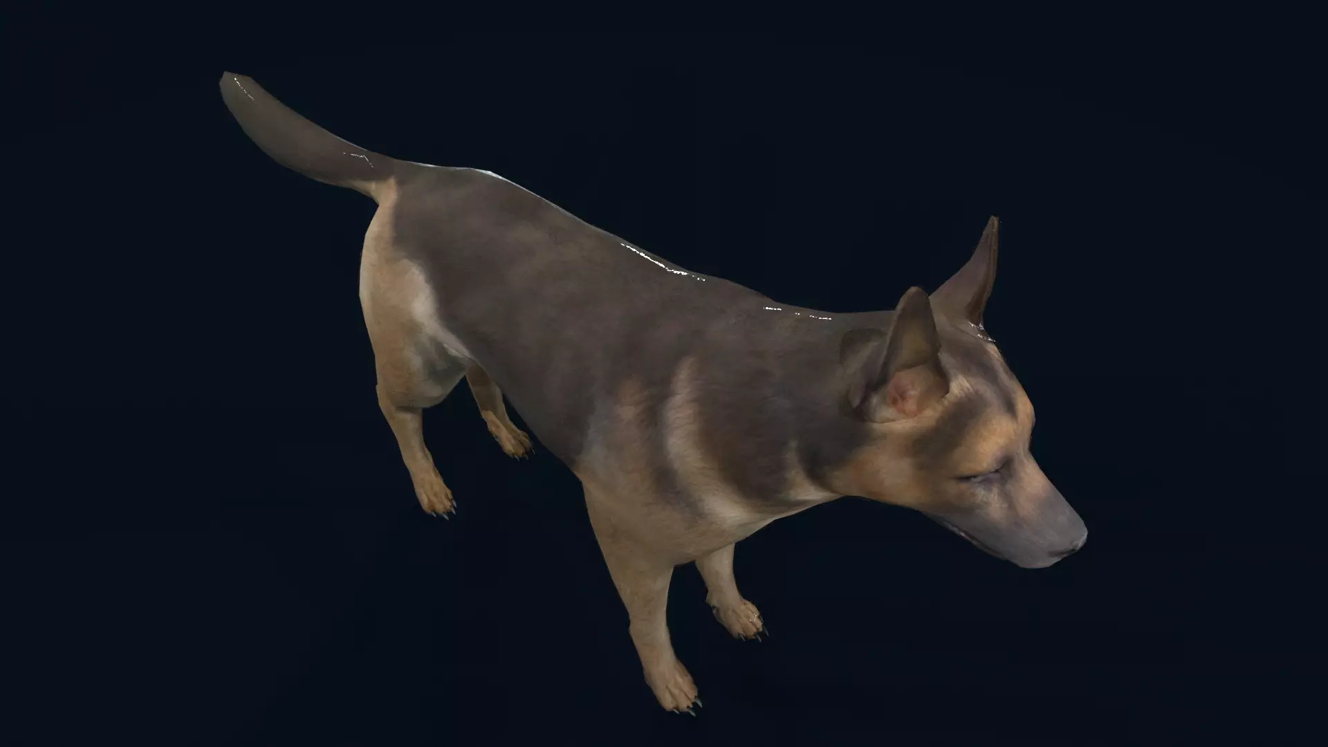 german shepherd dog Low-poly 3D model_3