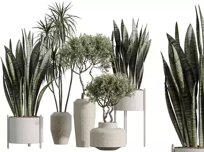 AV Indoor Plants Set 317Olive Lemon Dragon Green Sansevieria