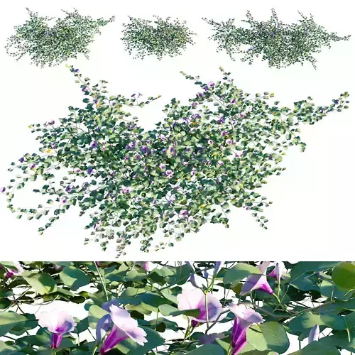 Ipomoea pes-caprae - Beach Morning Glory