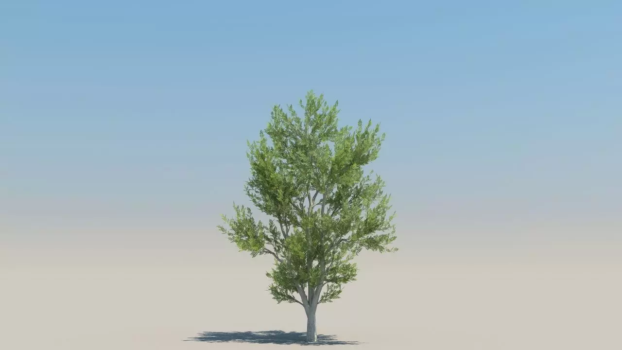 ash trees low poly Low-poly 3D model_3