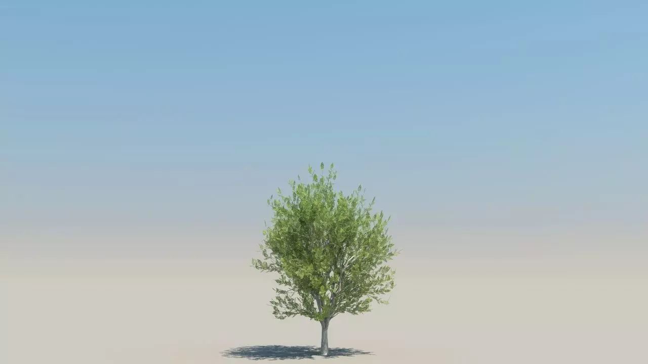 ash trees low poly Low-poly 3D model_1