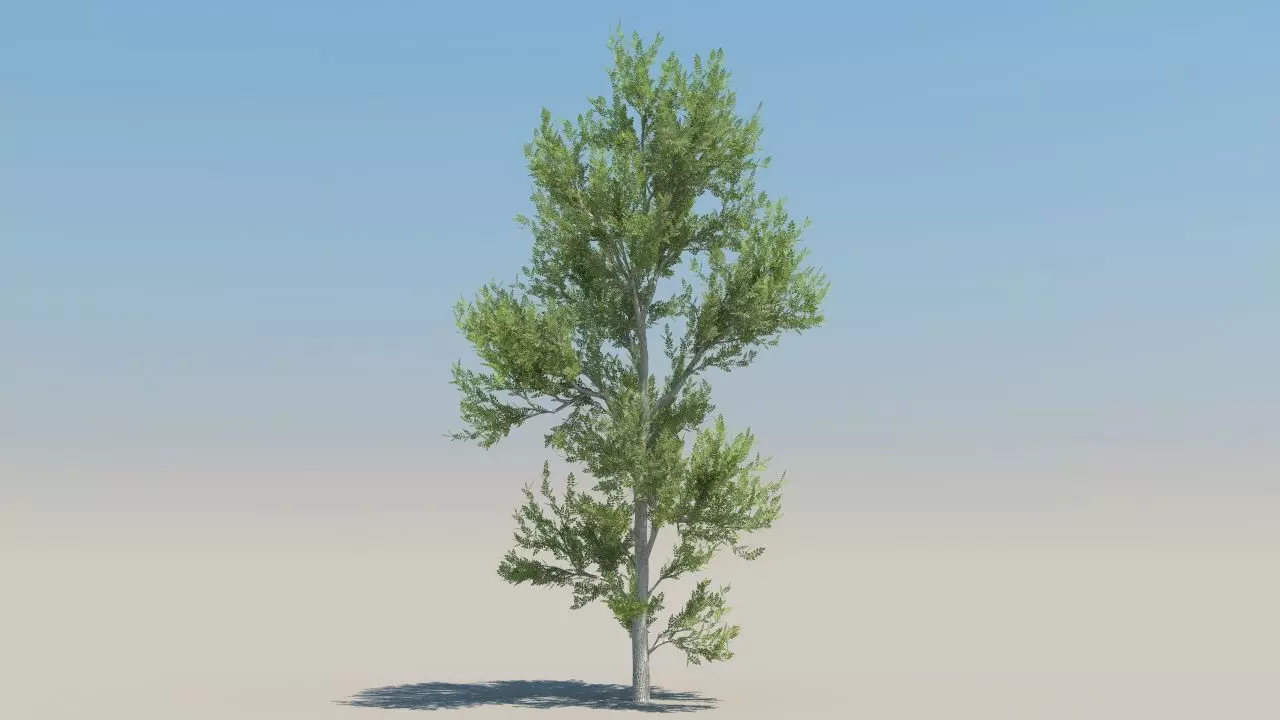 ash trees low poly Low-poly 3D model_5