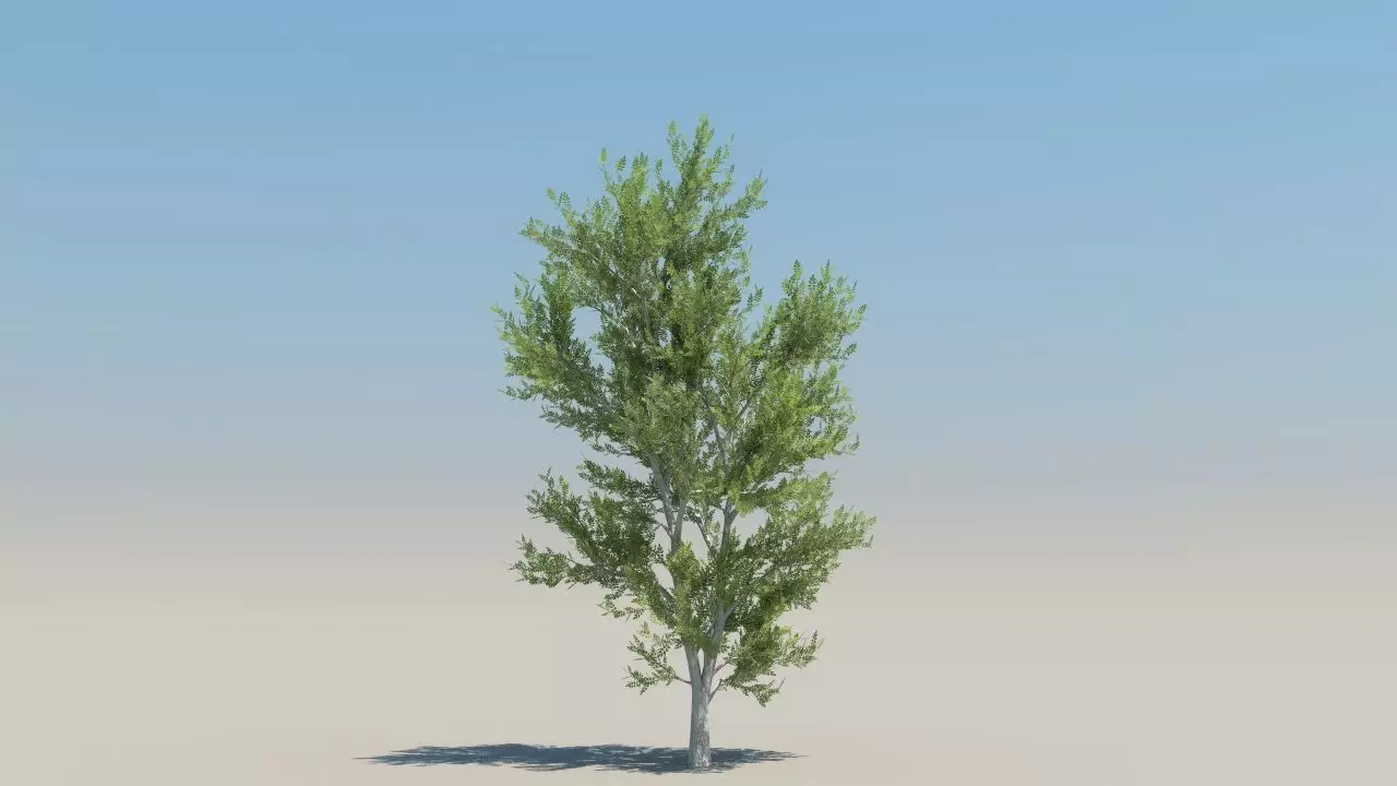 ash trees low poly Low-poly 3D model_4