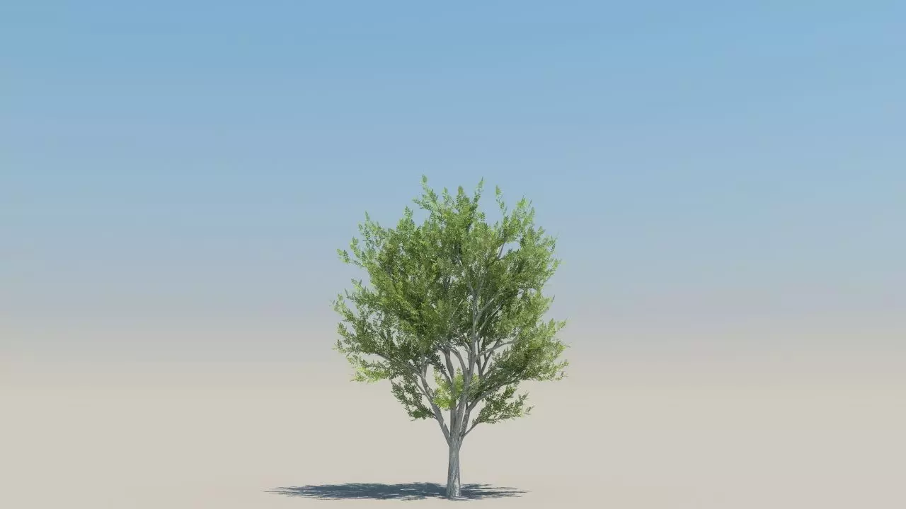 ash trees low poly Low-poly 3D model_2