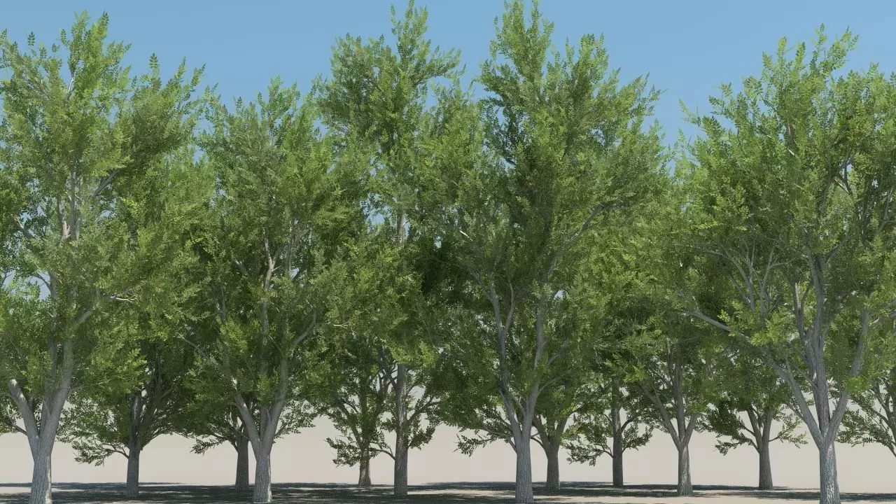 ash trees low poly Low-poly 3D model_0