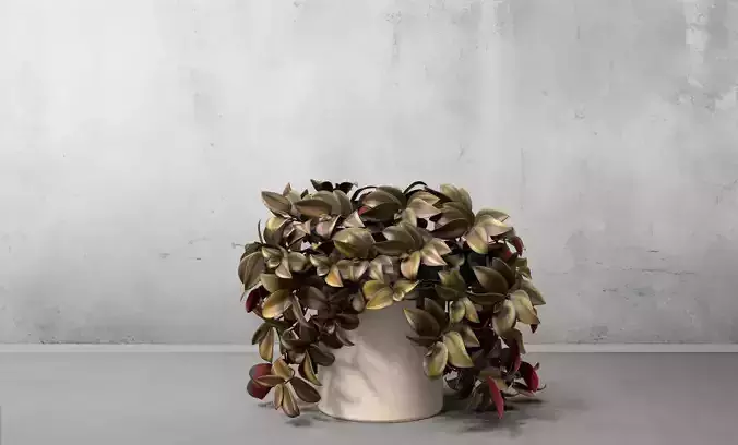 Tradescantia Zebrina Plant Port