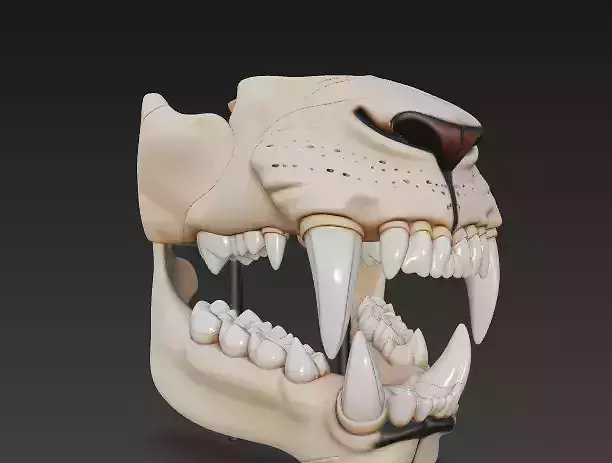 Lion Dental Structure - Full Set of 30 Teeth Canines Carnassials