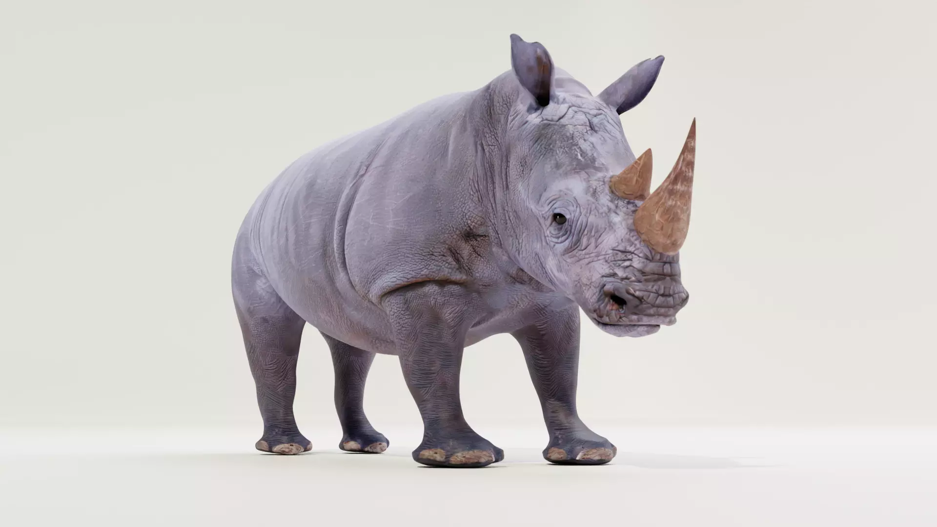 White rhino Low-poly 3D model