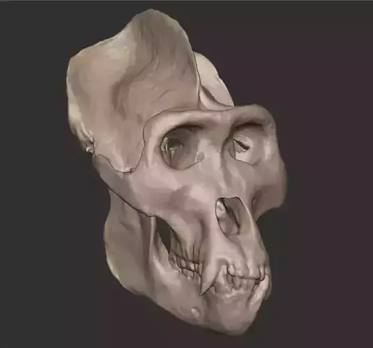 Realistic Gorilla Skull Scan High Poly Mesh