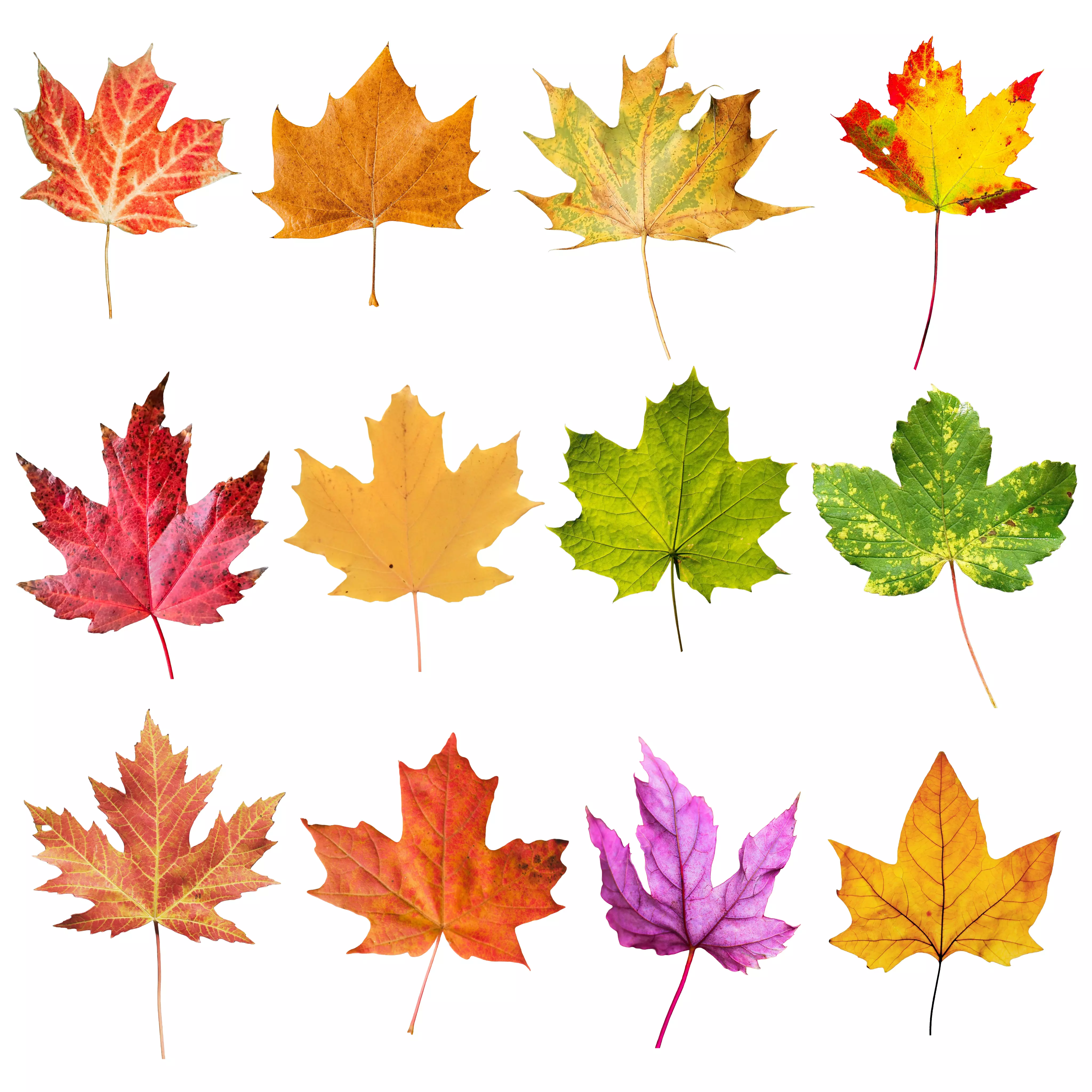 Autumn Leaves 3D Pack Low-poly 3D model_2