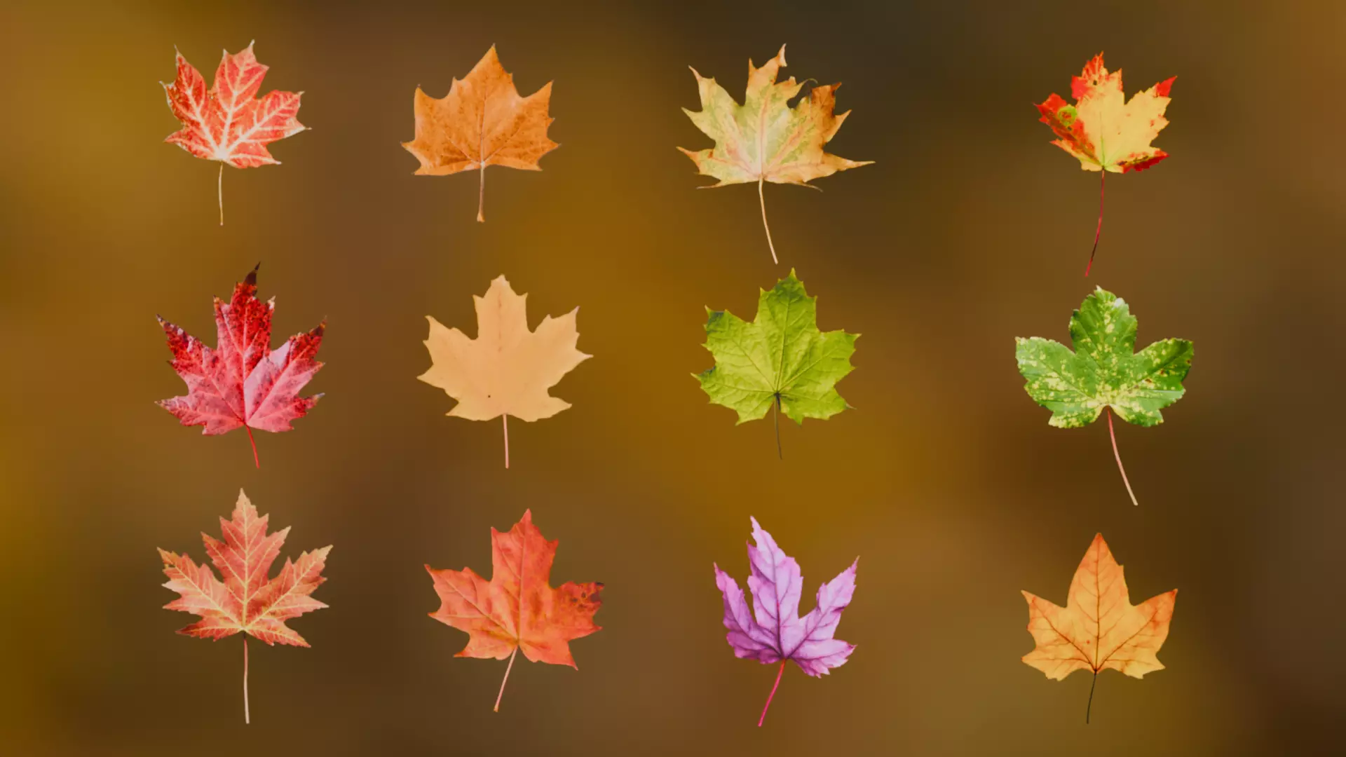 Autumn Leaves 3D Pack Low-poly 3D model_0