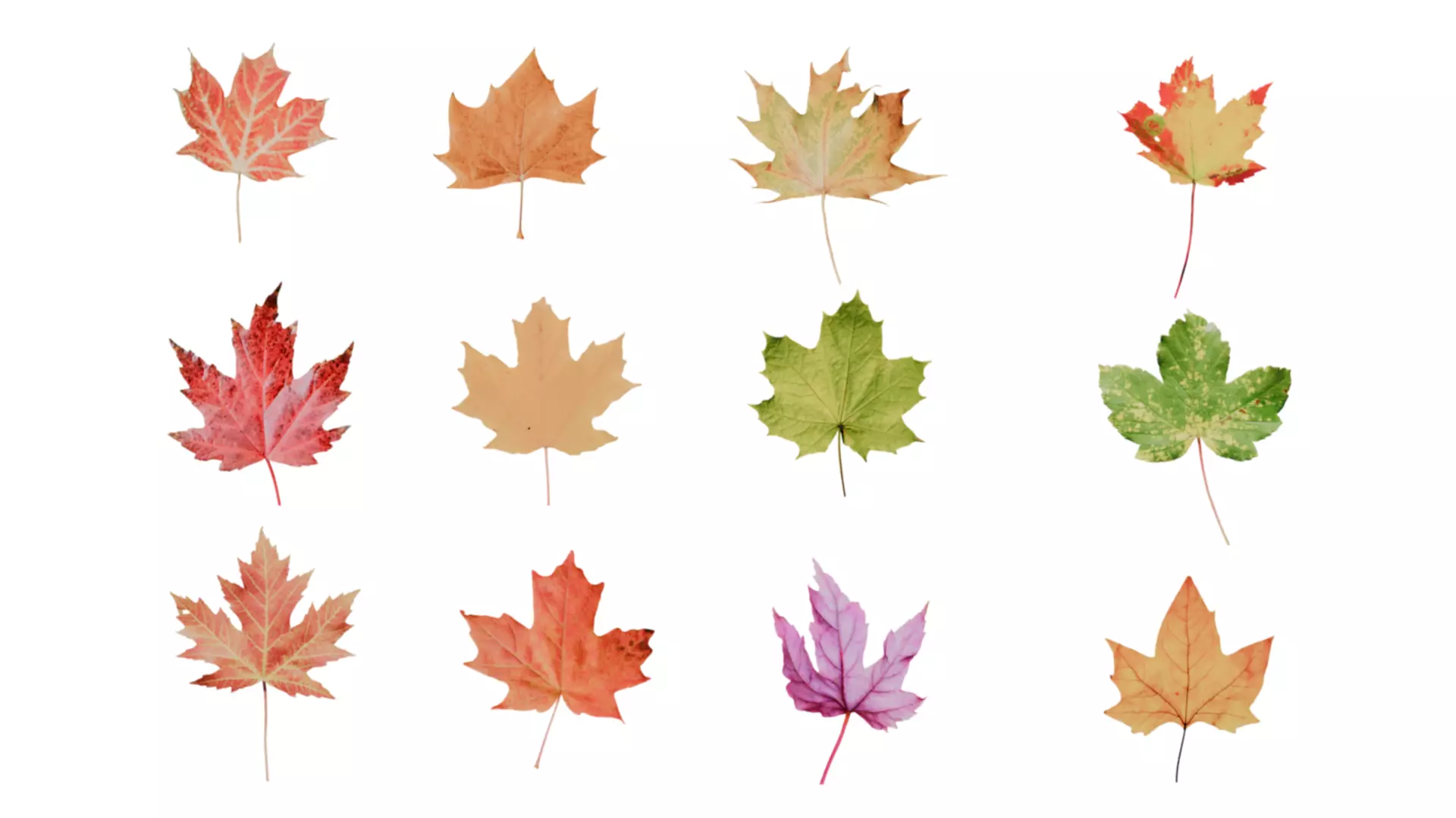 Autumn Leaves 3D Pack Low-poly 3D model_3