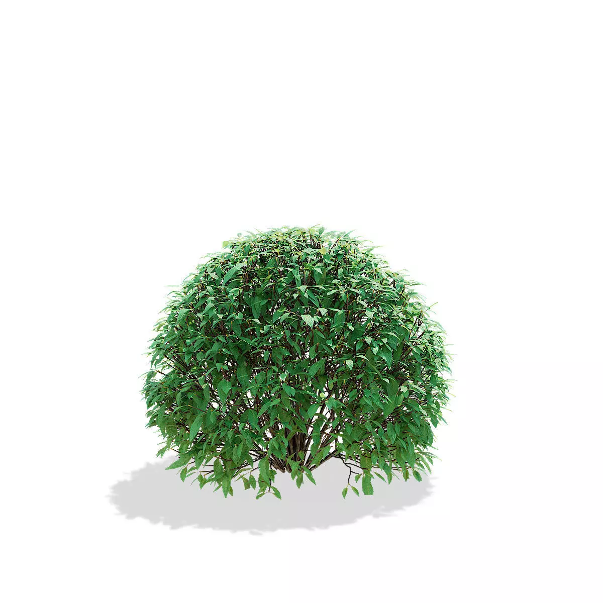 Forsythia balls 3D model_5