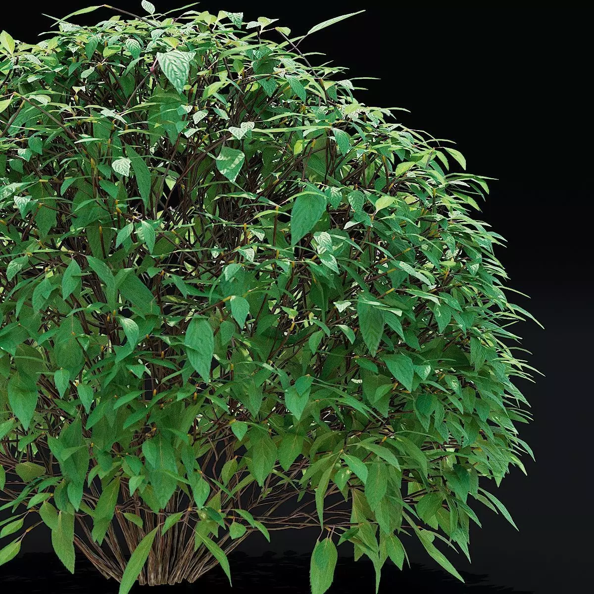 Forsythia balls 3D model_8