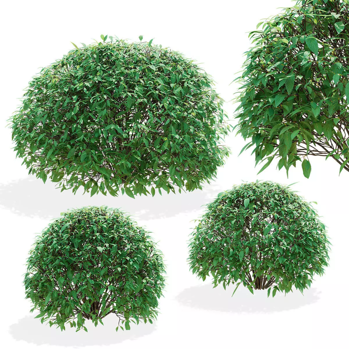 Forsythia balls 3D model_0