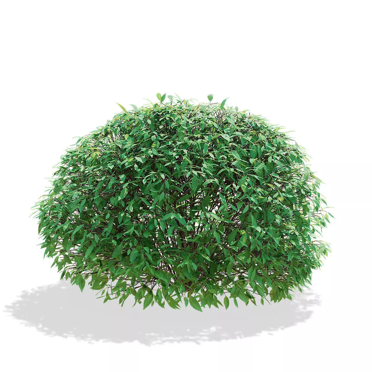 Forsythia balls 3D model_4