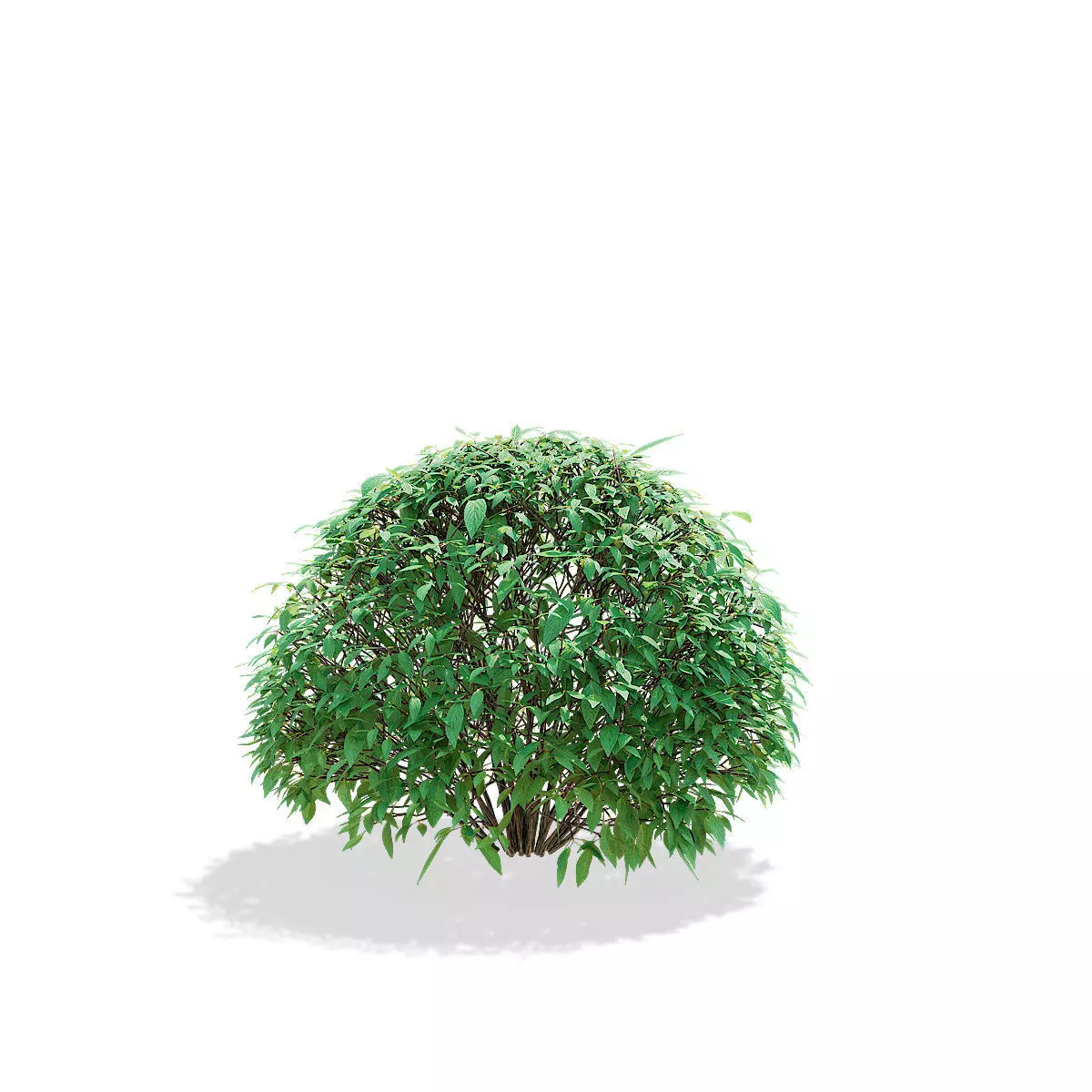 Forsythia balls 3D model_6
