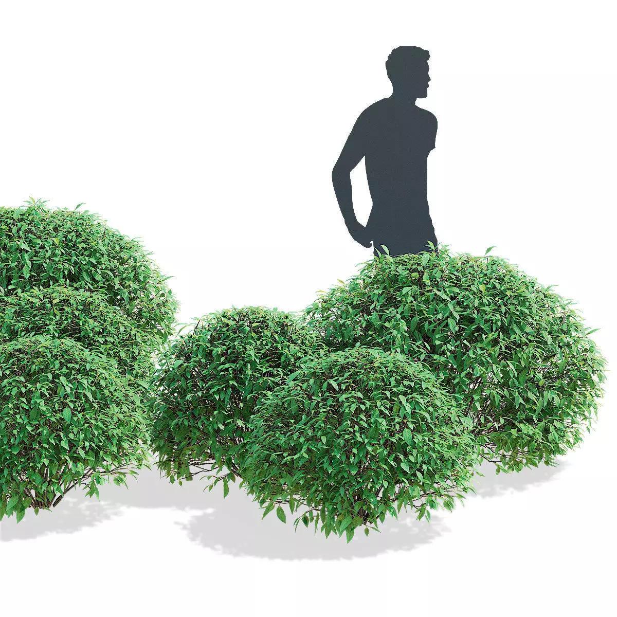 Forsythia balls 3D model_2