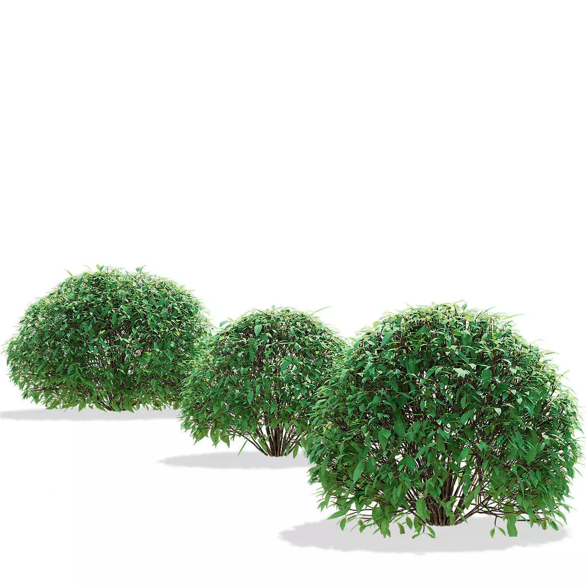 Forsythia balls 3D model_7
