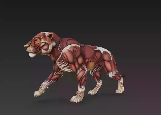 Lion Muscular System 3D Model - Powerful Muscle for Dominance