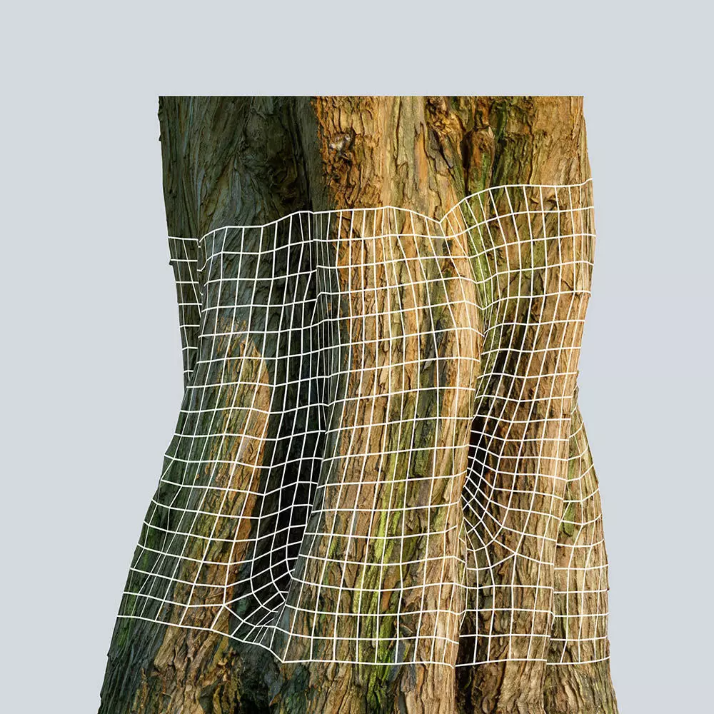 Scanlabz Collection DawnRedwood Trees 3D model_17