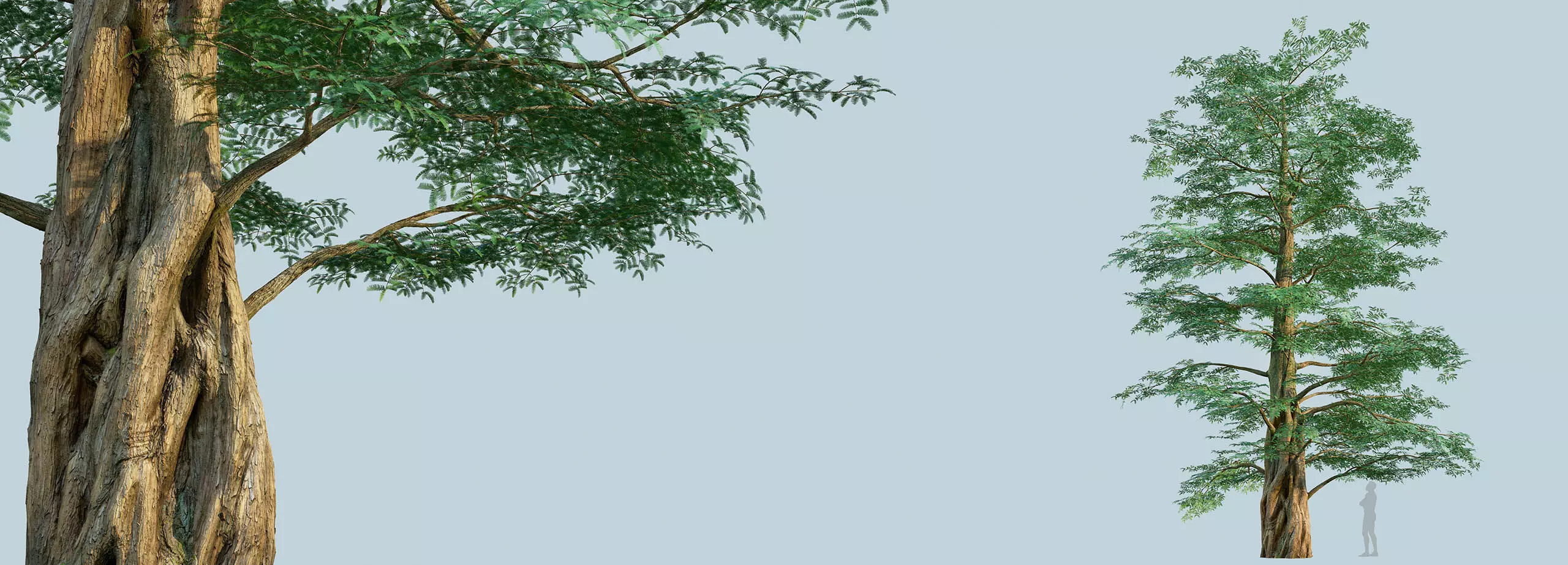 Scanlabz Collection DawnRedwood Trees 3D model_9