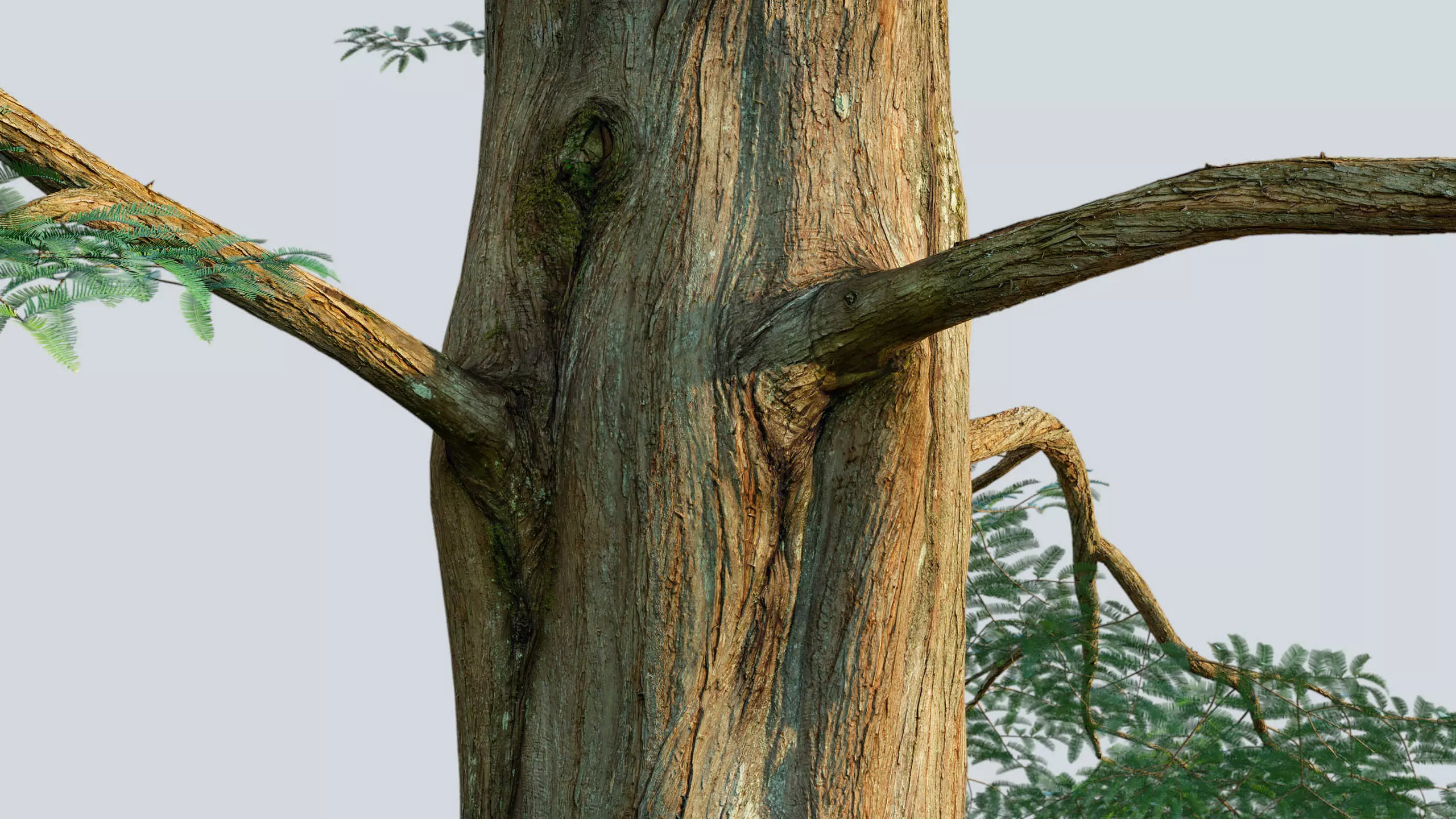 Scanlabz Collection DawnRedwood Trees 3D model_8