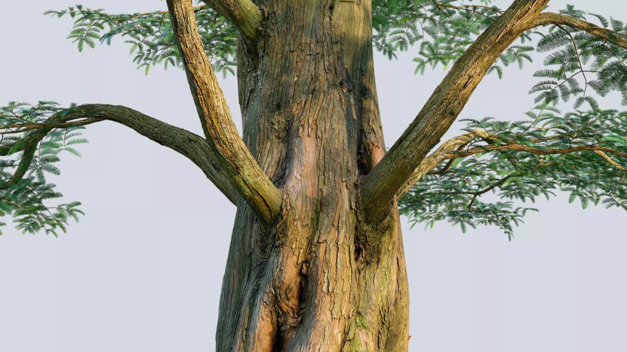 Scanlabz Collection DawnRedwood Trees 3D model_6