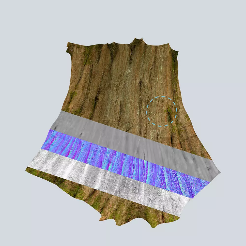 Scanlabz Collection DawnRedwood Trees 3D model_18