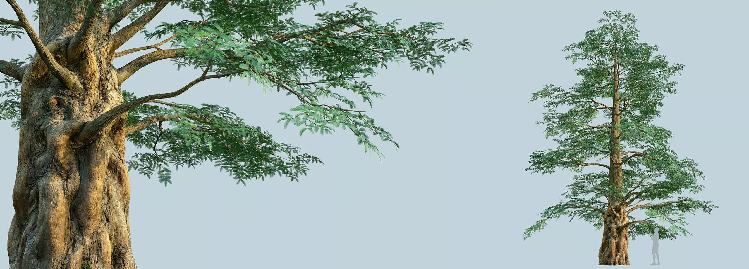 Scanlabz Collection DawnRedwood Trees 3D model_13