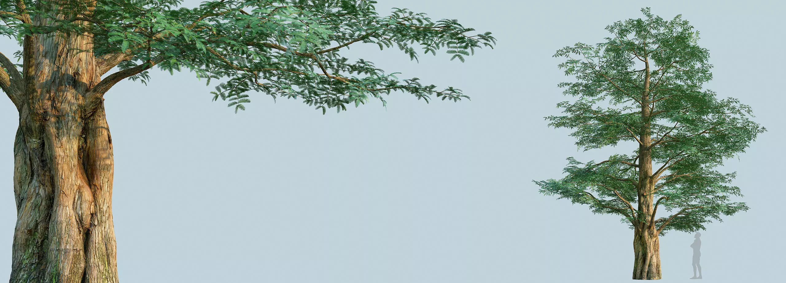 Scanlabz Collection DawnRedwood Trees 3D model_15