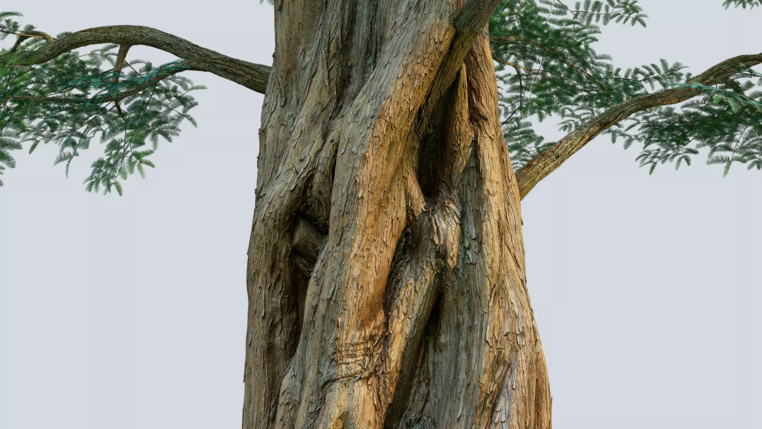 Scanlabz Collection DawnRedwood Trees 3D model_10