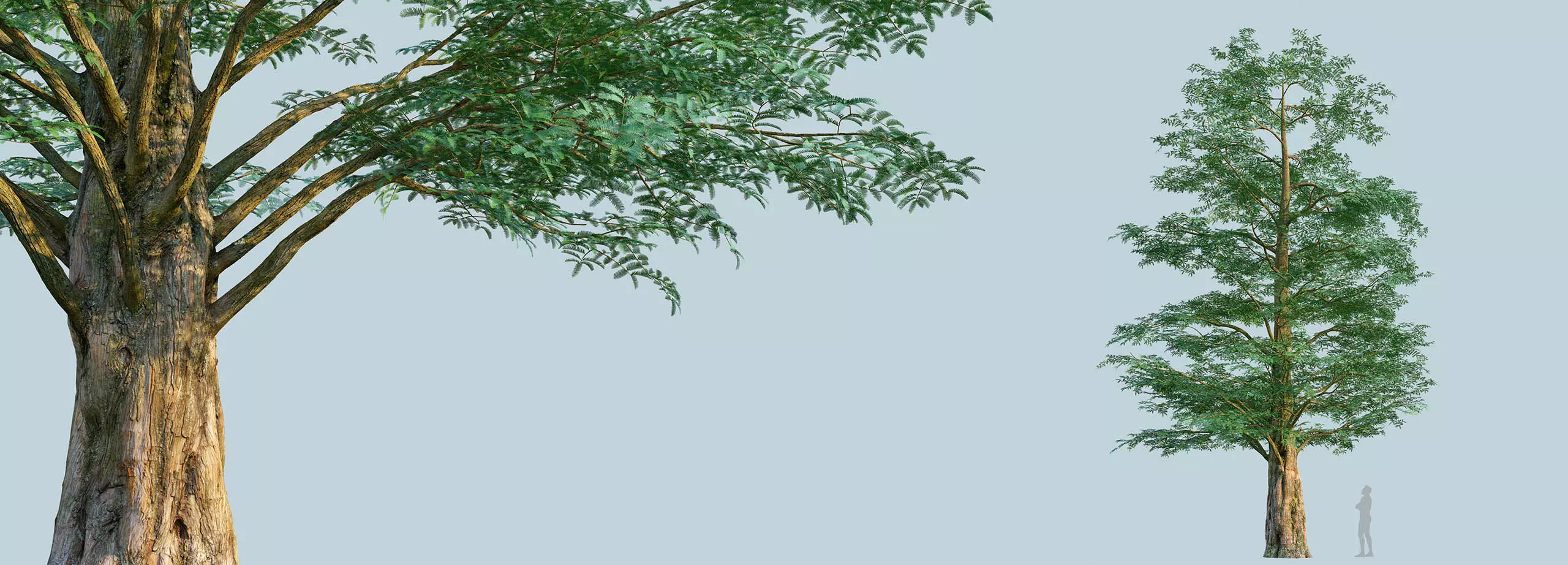 Scanlabz Collection DawnRedwood Trees 3D model_3