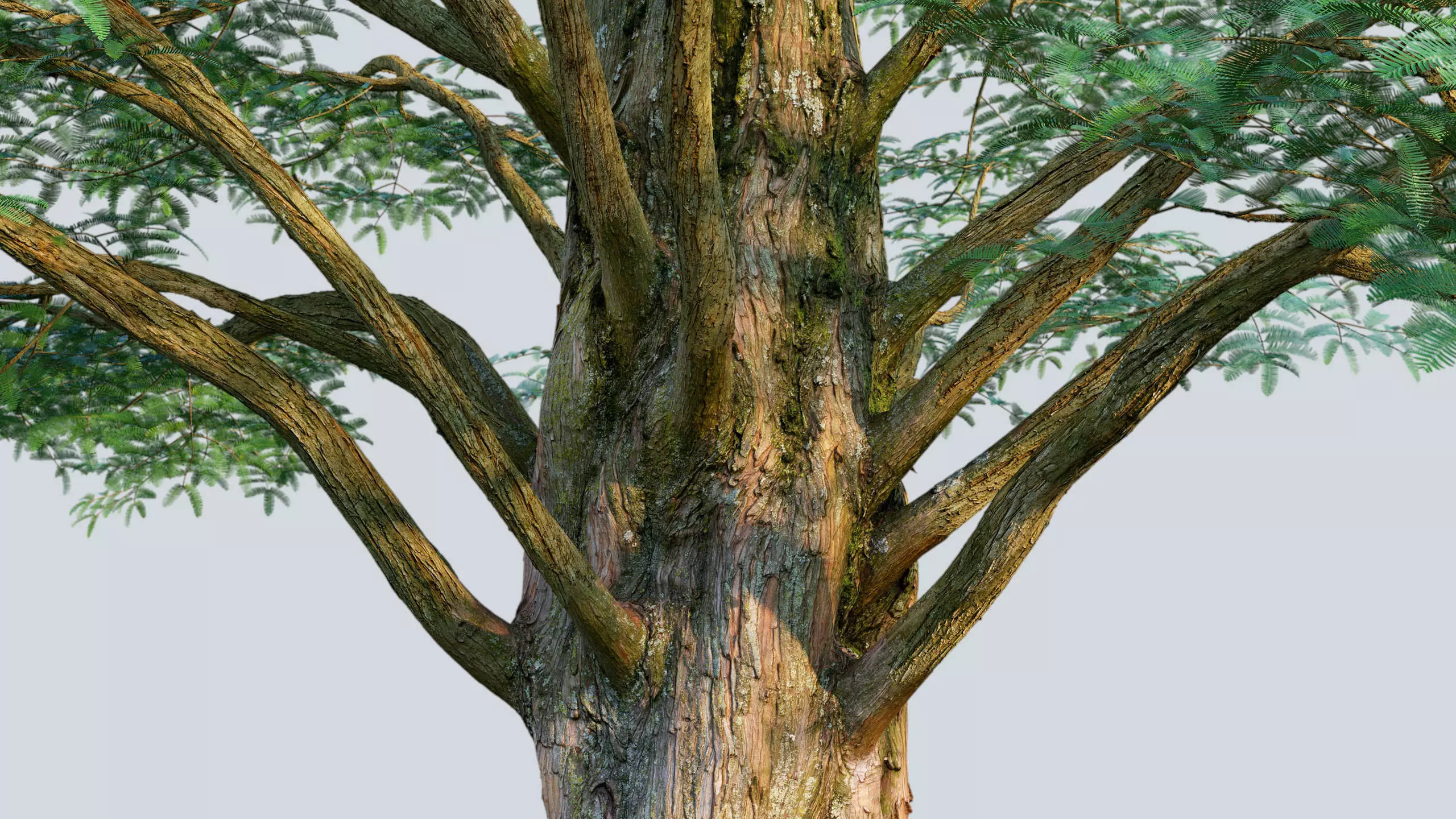 Scanlabz Collection DawnRedwood Trees 3D model_4