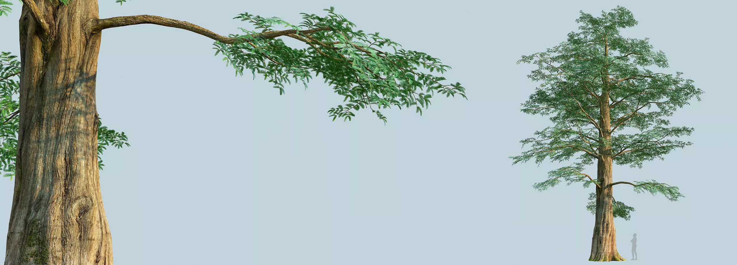 Scanlabz Collection DawnRedwood Trees 3D model_7