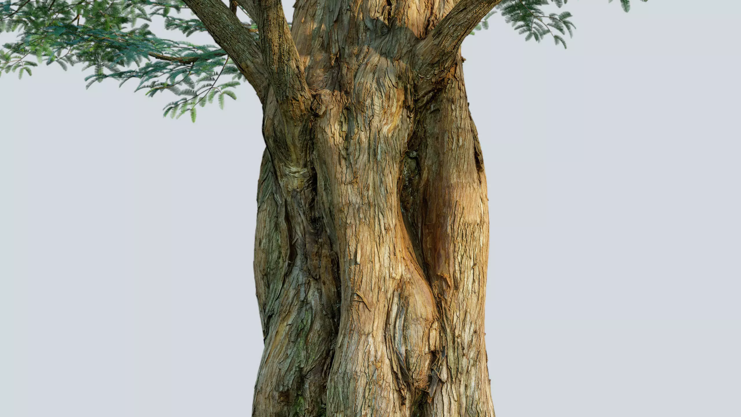 Scanlabz Collection DawnRedwood Trees 3D model_16