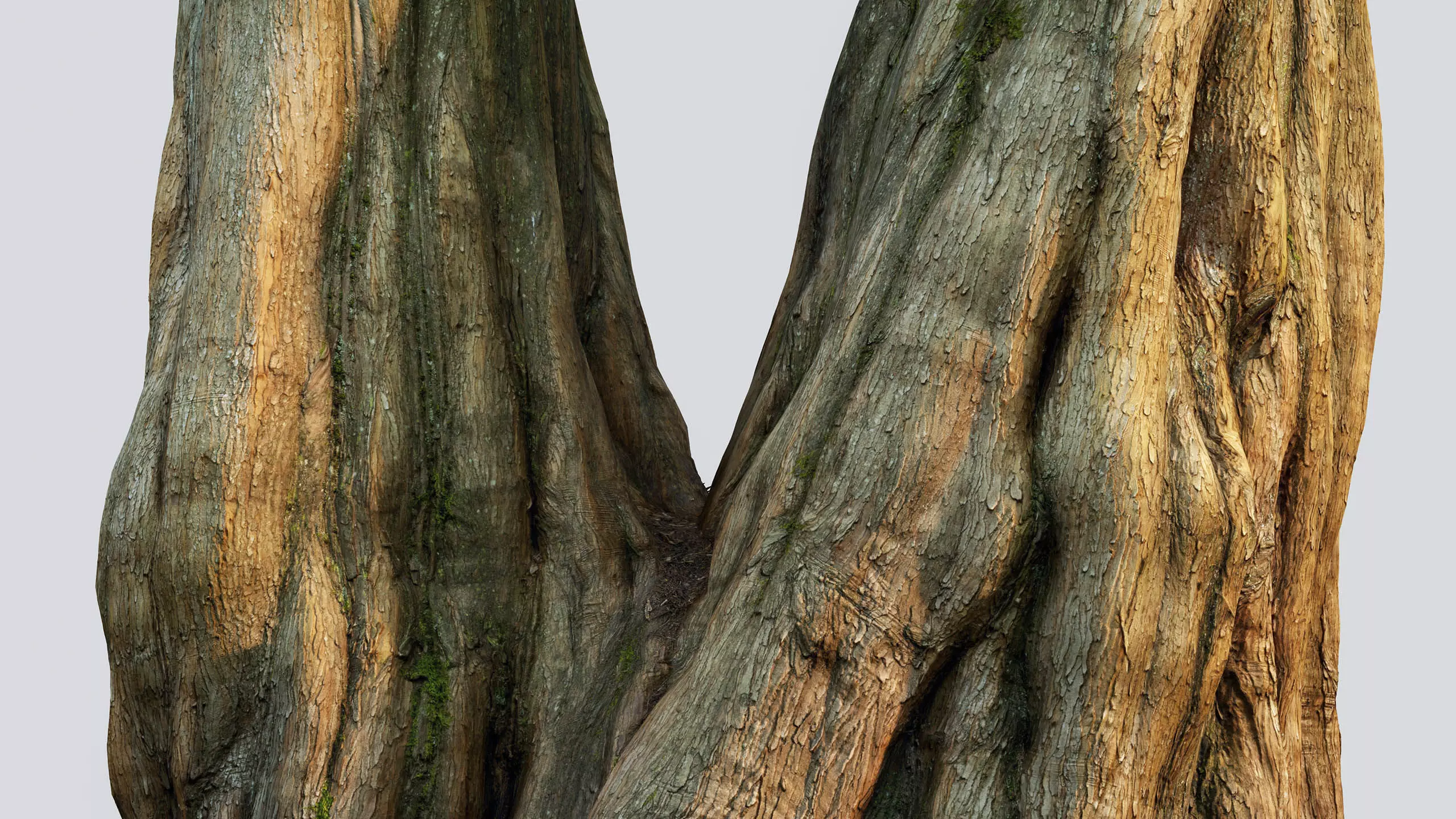 Scanlabz Collection DawnRedwood Trees 3D model_12