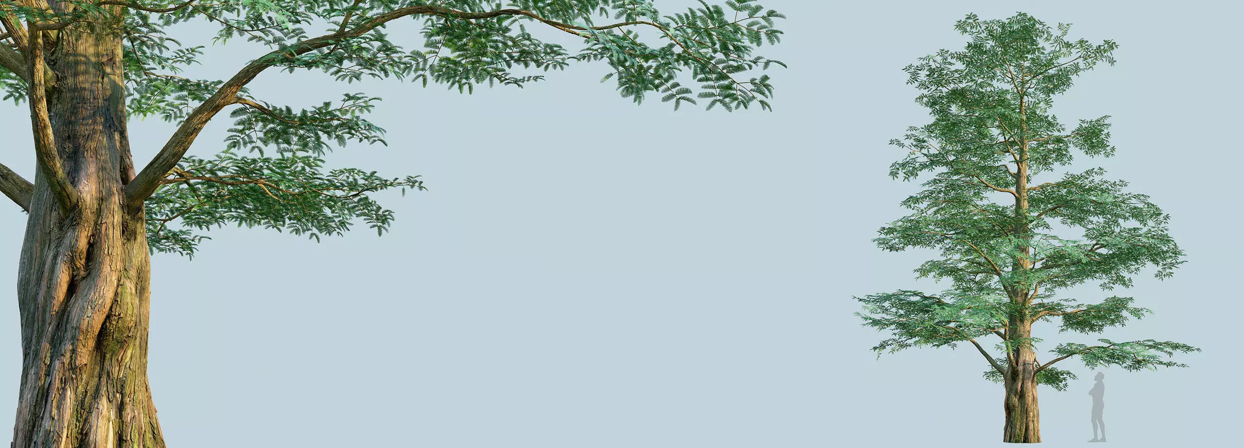 Scanlabz Collection DawnRedwood Trees 3D model_5