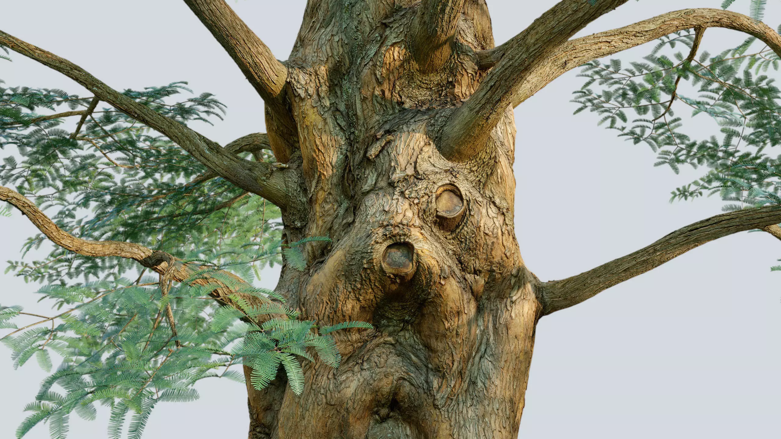 Scanlabz Collection DawnRedwood Trees 3D model_14