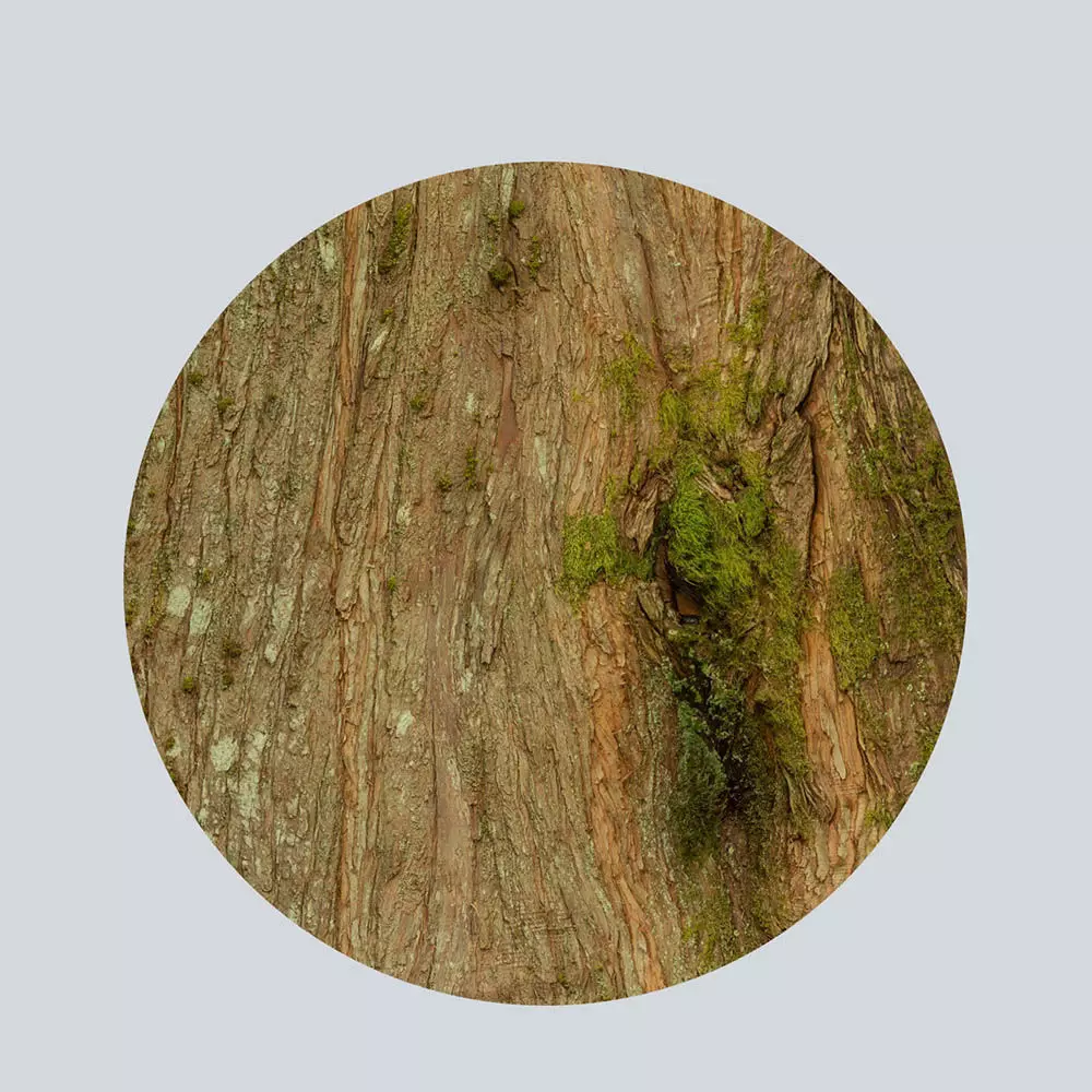 Scanlabz Collection DawnRedwood Trees 3D model_19