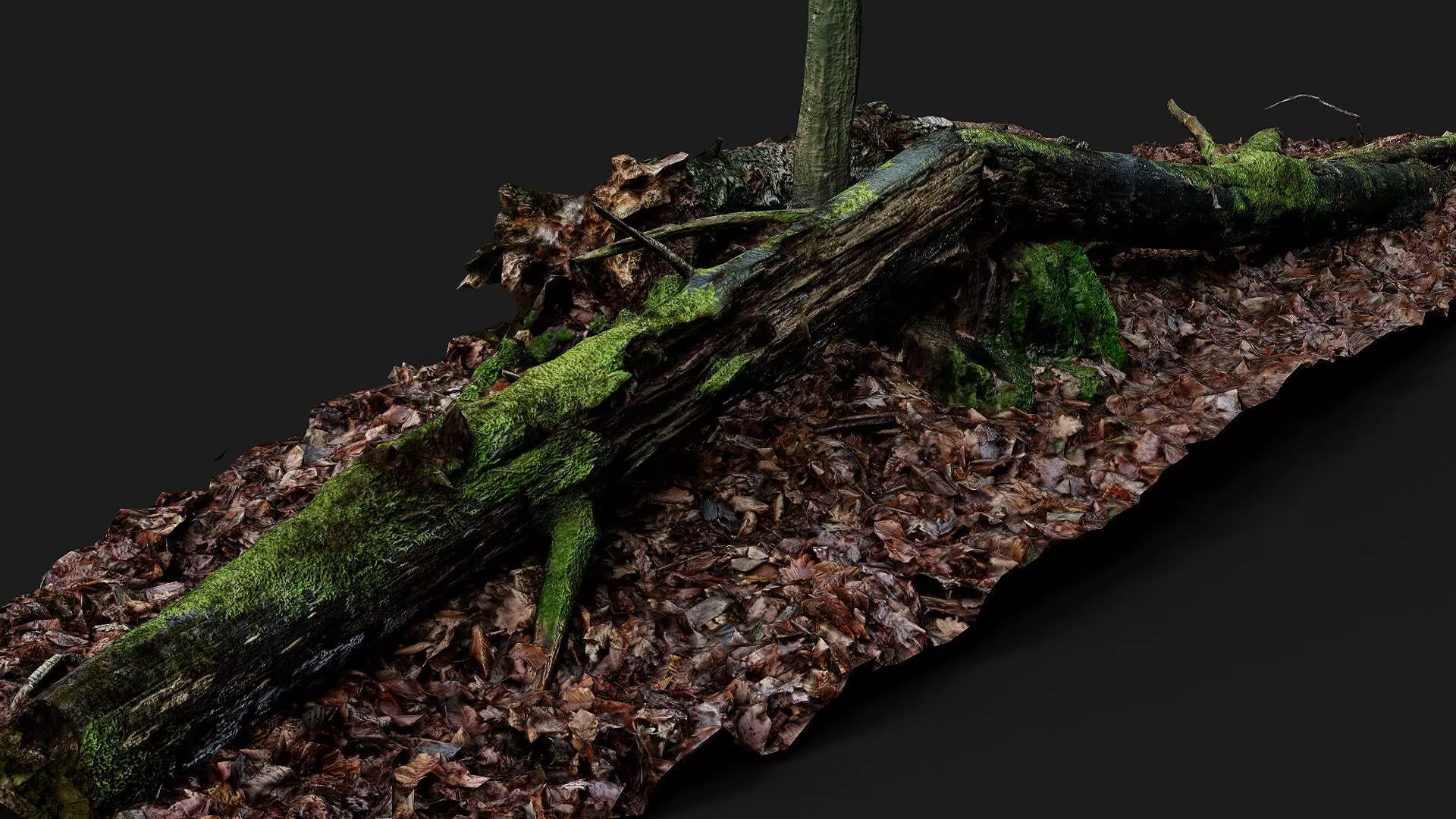 broken tree trunks forest ground PBR photogrammetry Low-poly 3D model_1