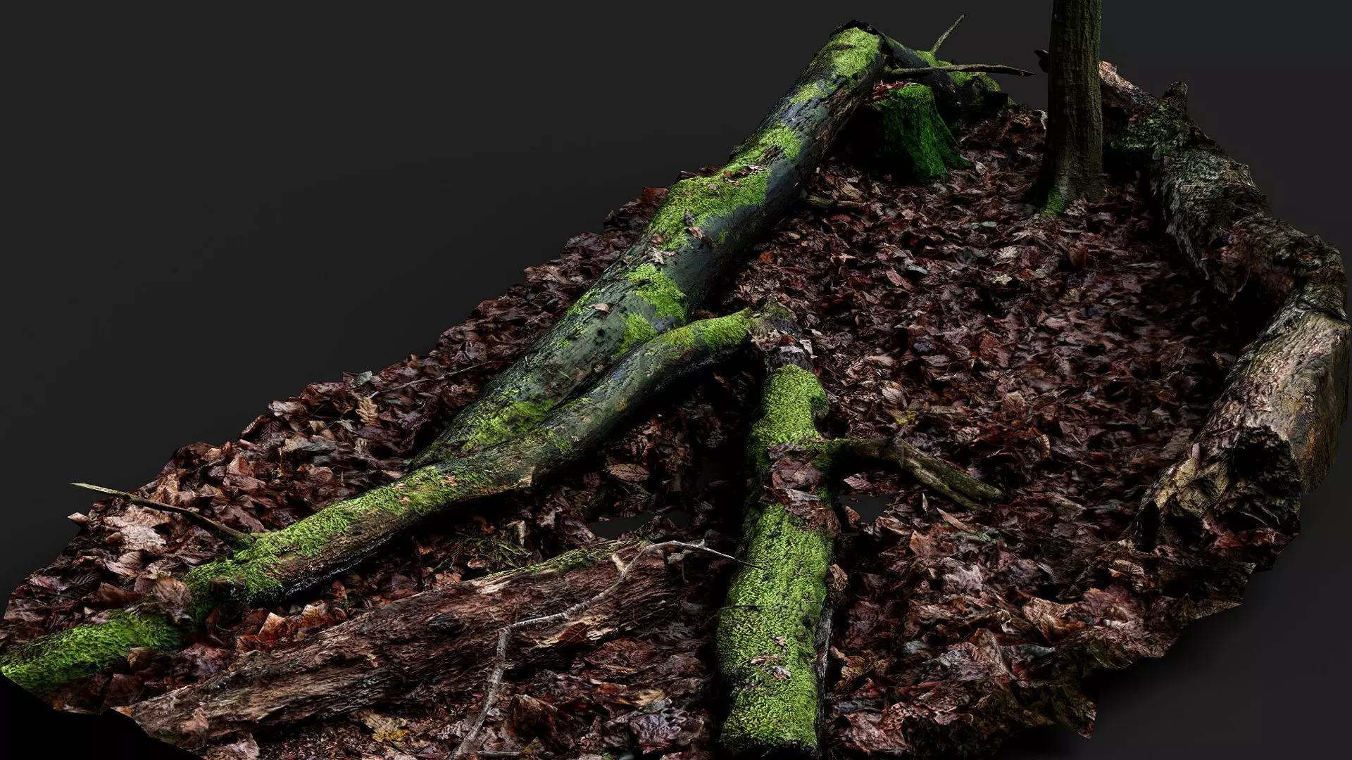 broken tree trunks forest ground PBR photogrammetry Low-poly 3D model_3
