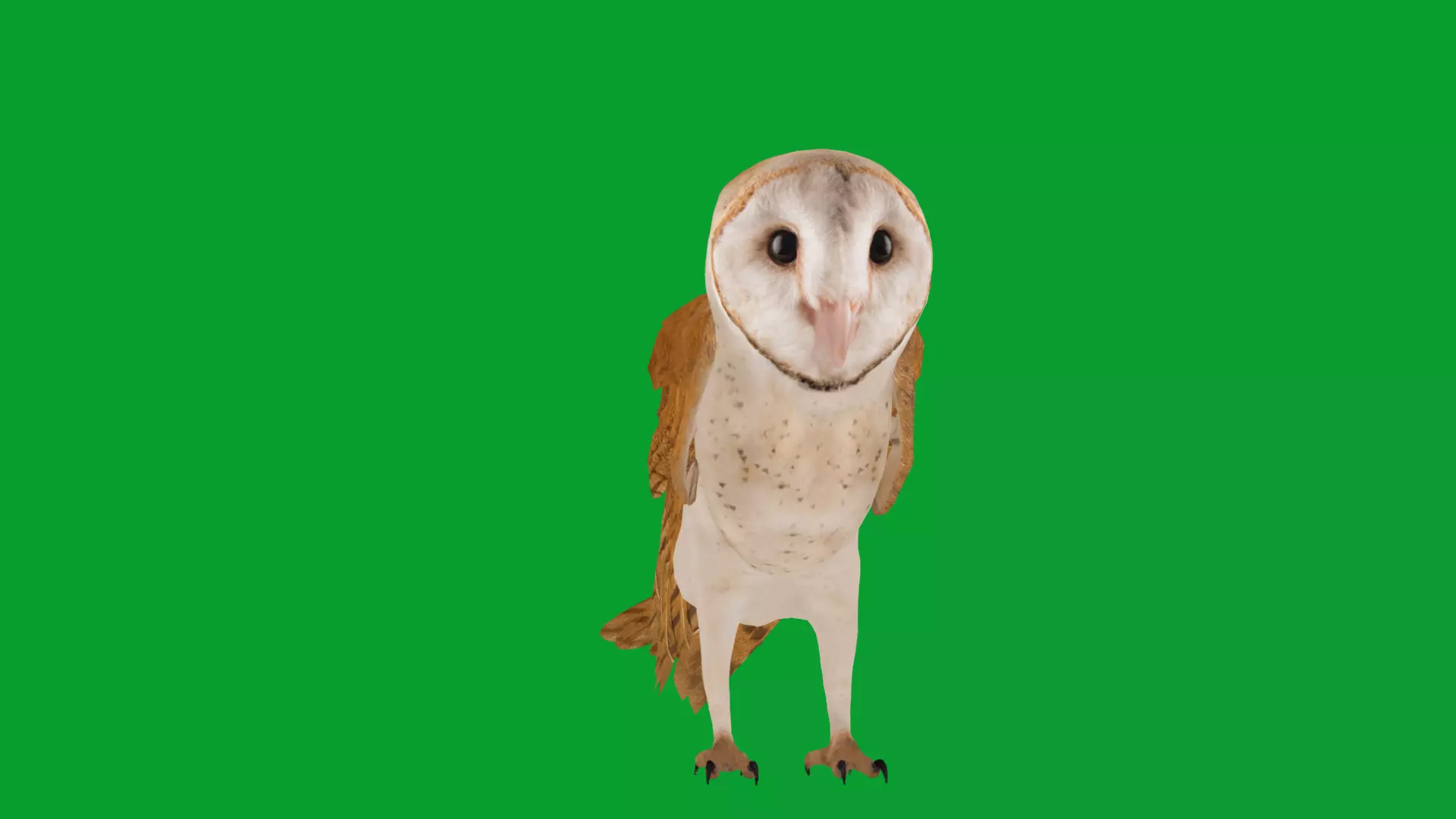 Asian Barn Owl Bird Low-poly 3D model_45