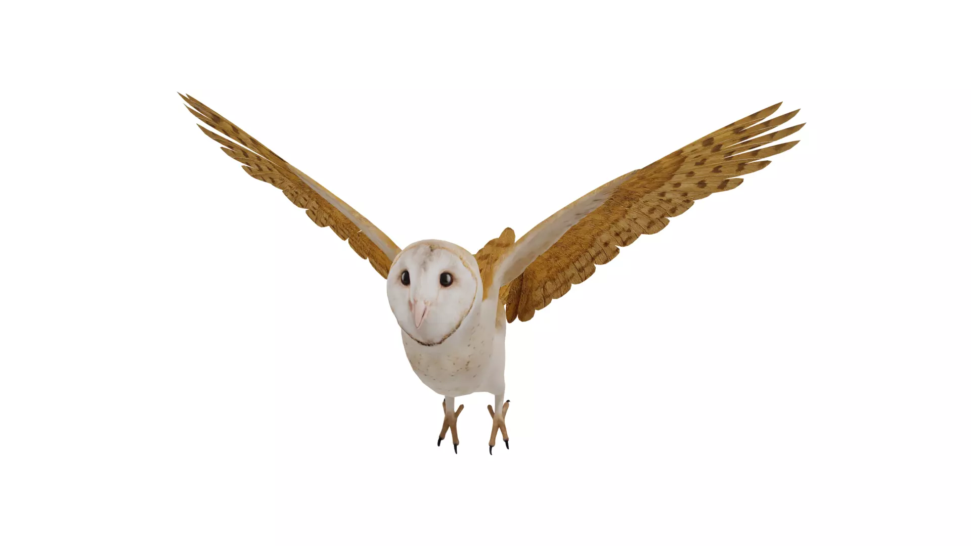 Asian Barn Owl Bird Low-poly 3D model_52