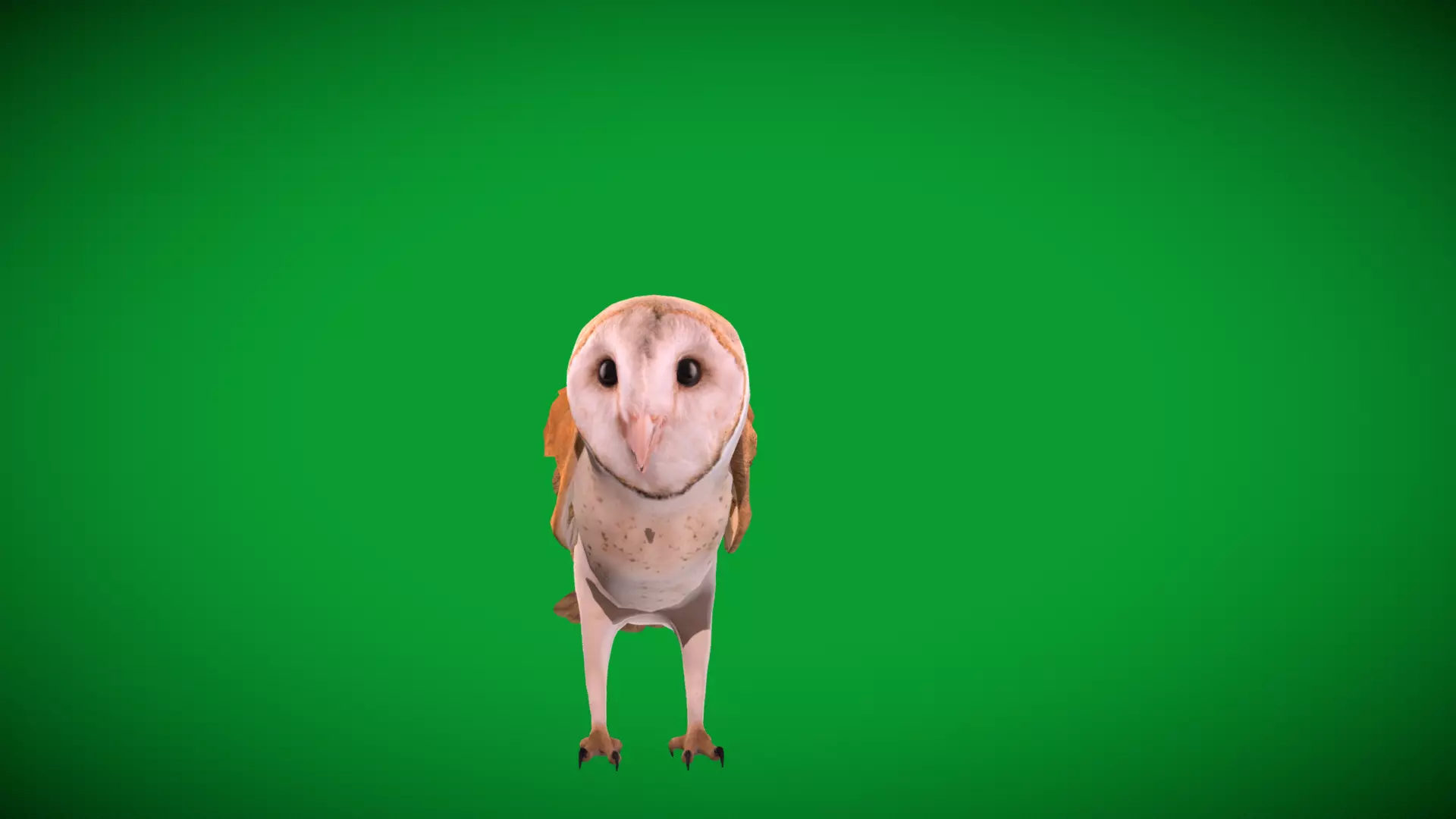 Asian Barn Owl Bird Low-poly 3D model_51