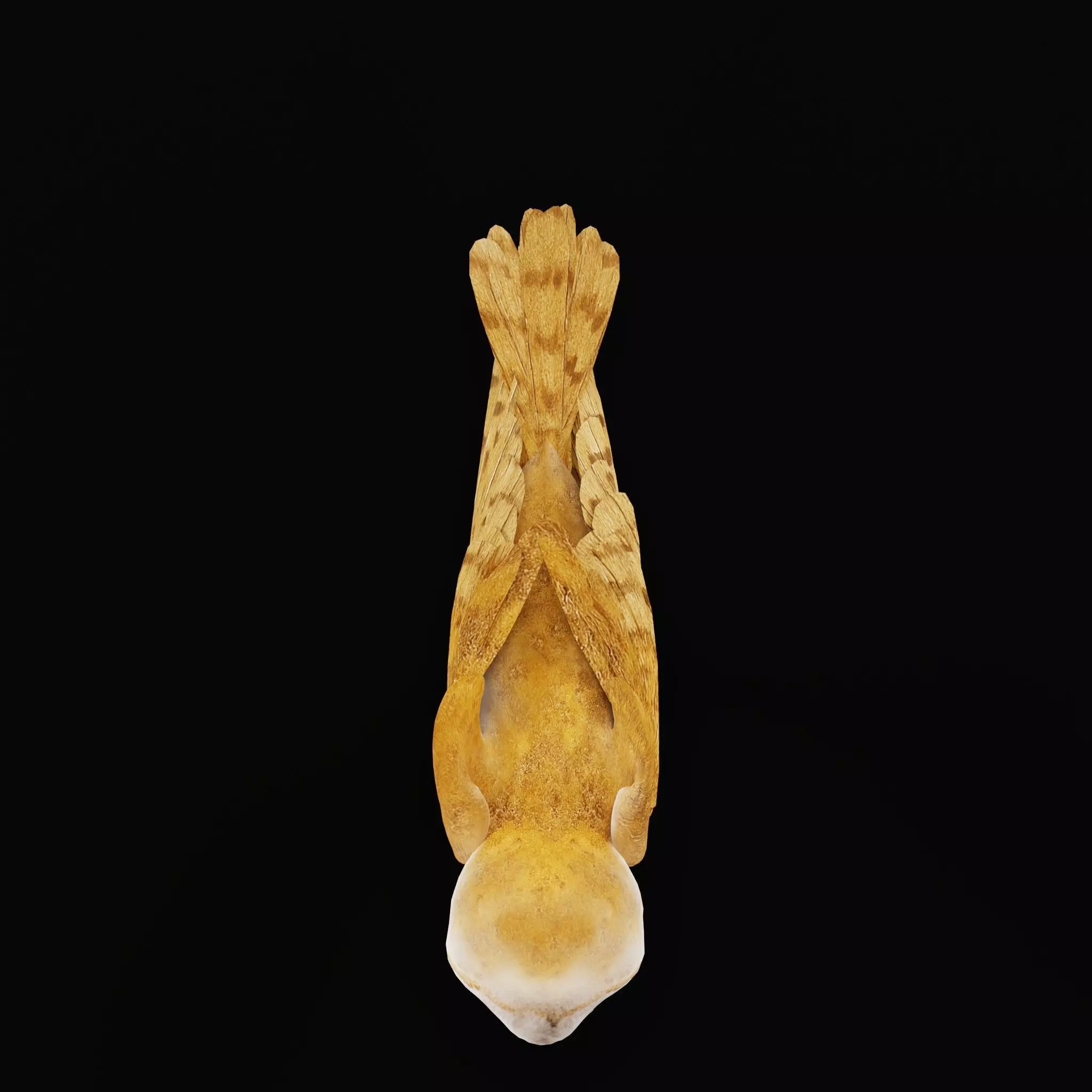 Asian Barn Owl Bird Low-poly 3D model_14