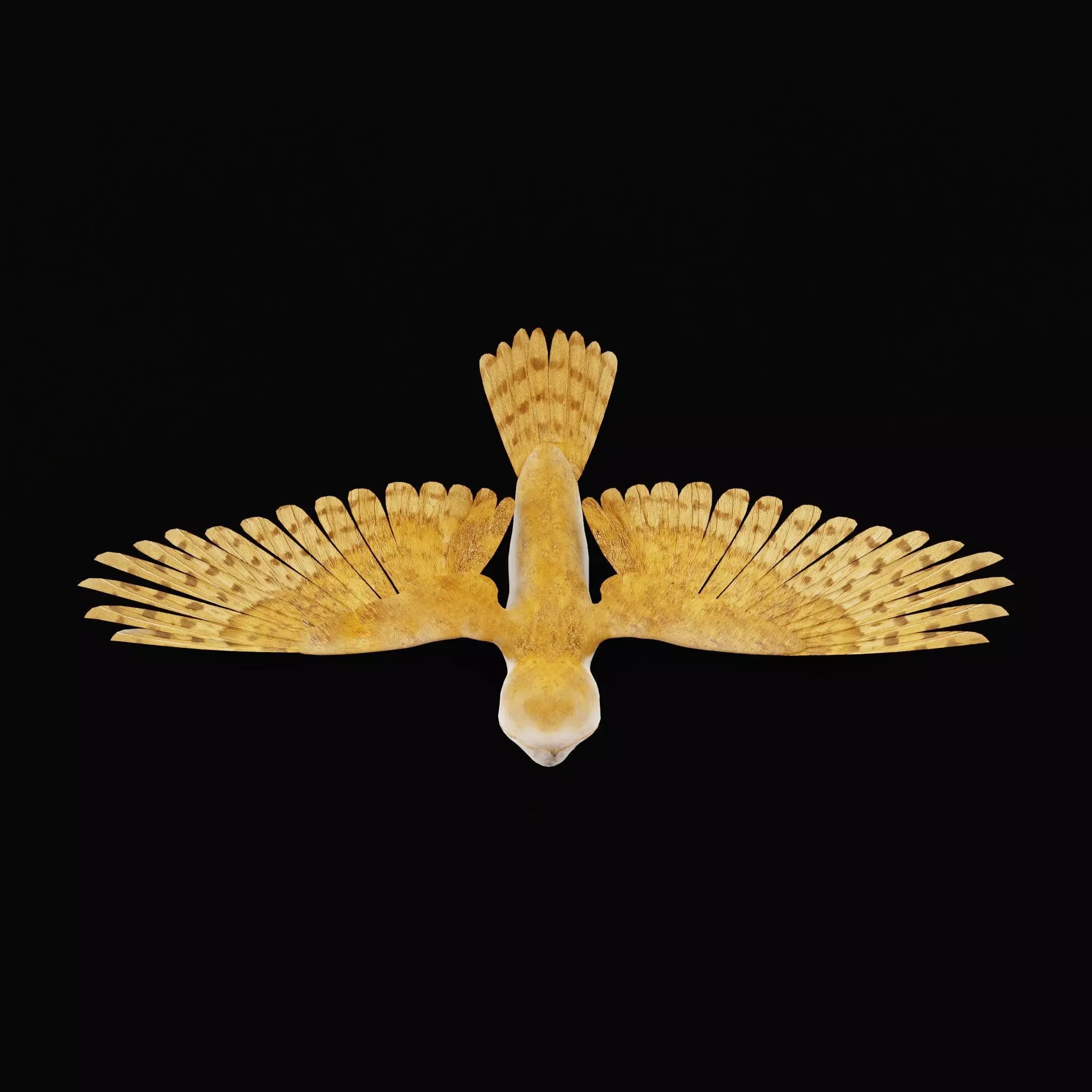 Asian Barn Owl Bird Low-poly 3D model_17