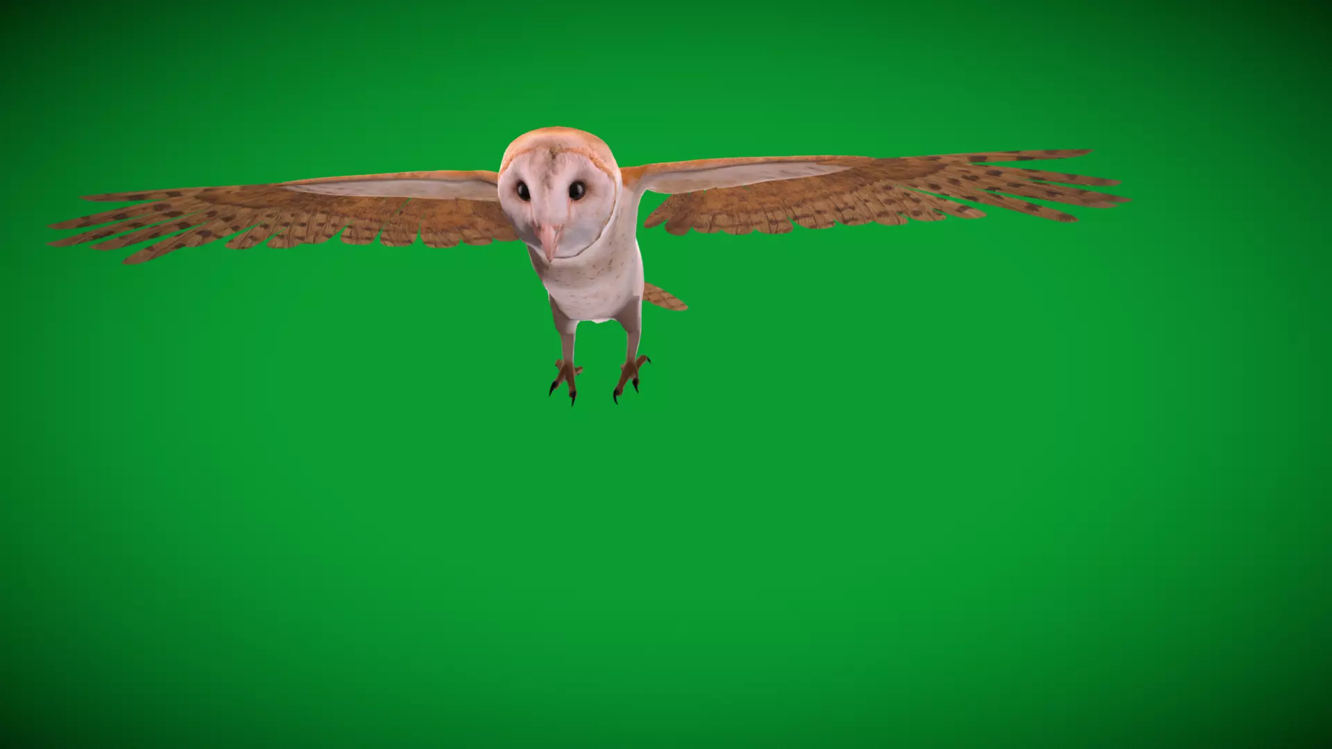 Asian Barn Owl Bird Low-poly 3D model_55