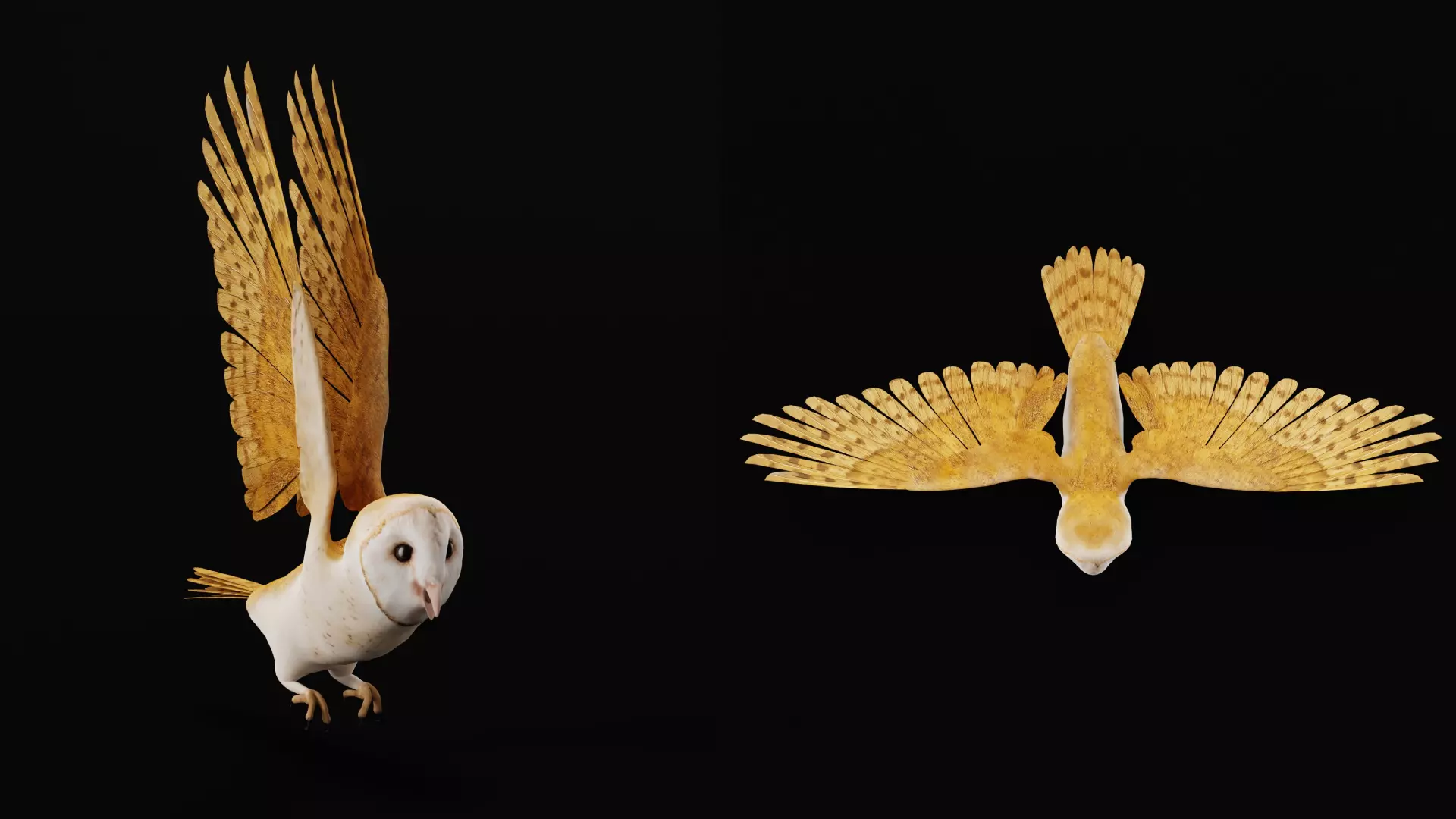 Asian Barn Owl Bird Low-poly 3D model_53