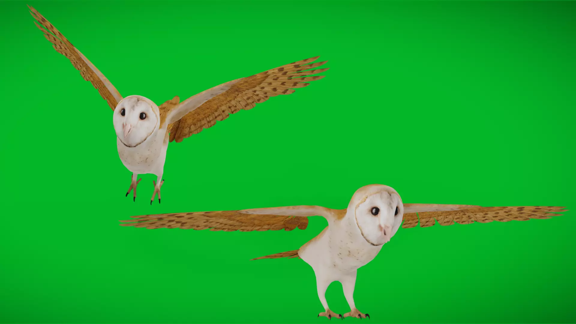 Asian Barn Owl Bird Low-poly 3D model_0